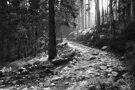 Route in forest in High Tatras Mountains.