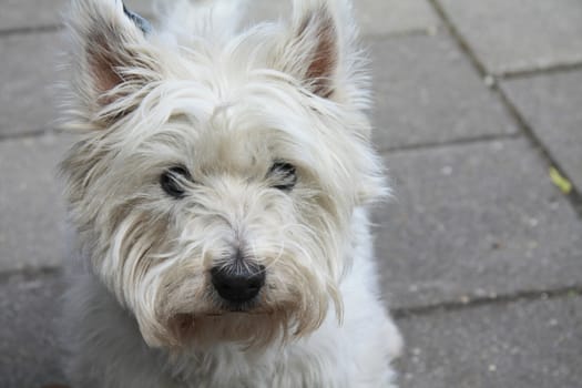 Close up of a Westhightland white terrier