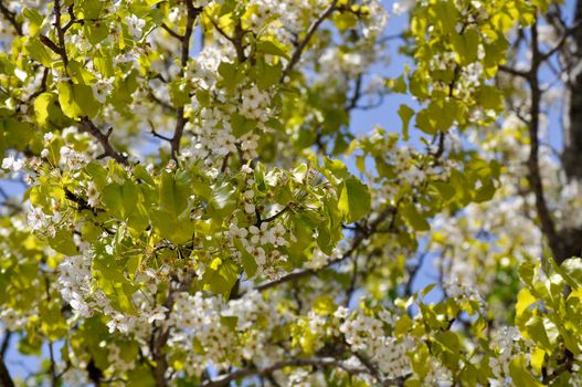 Flowering Tree