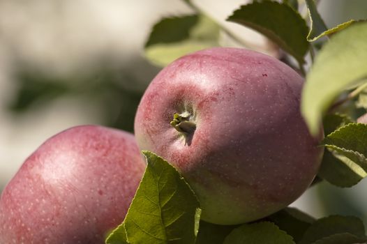 Close-up of some apples still growing on the tree