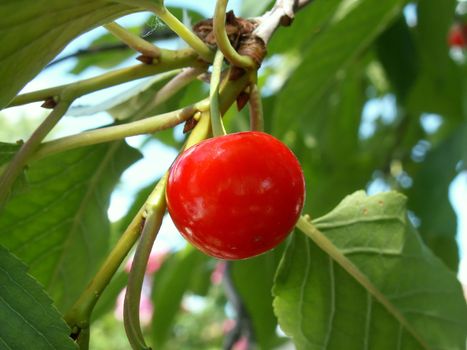 a red cherry still atached to a branch