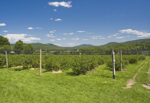 a blueberry plantation with mountains in the background
