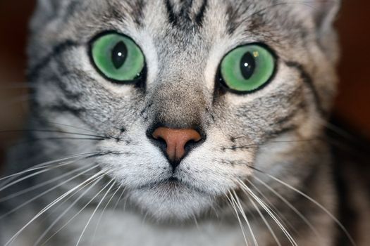 Gorgeous silver tabby cat with emerald green eyes