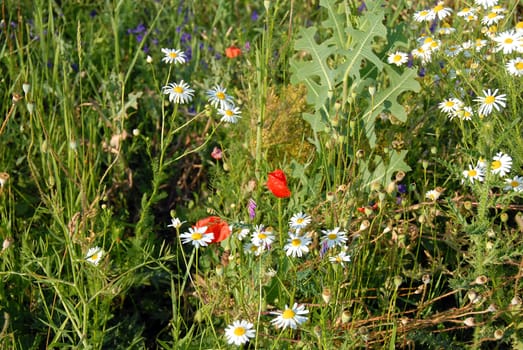 various summer meadow wild-flower over green  background
