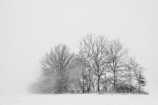 Trees in a snow storm stand out against a white sky and snow covered land.