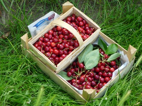 Two baskets with cherries in the grass