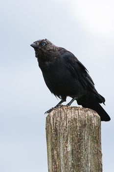 Jackdaw sitting on a picket with blue sky background