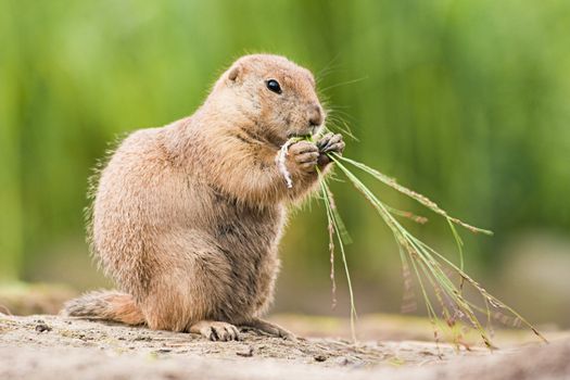 Cute little Prairie dog is eating   grass