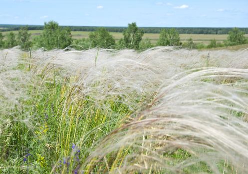 feather grass in wind against a blue sky 