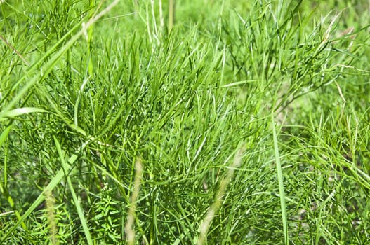 abstract background texture of tall, green grass 