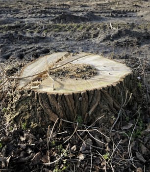 trunk remains of a cut down tree for development