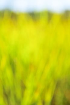 Green natural background of out of focus tall grass or bokeh