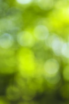 Green natural background of out of focus forest or bokeh