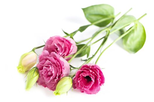 Bouquet of flowers called prairie rose isolated on white background