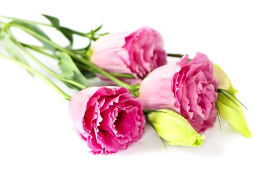 Bouquet of flowers called prairie rose isolated on white background