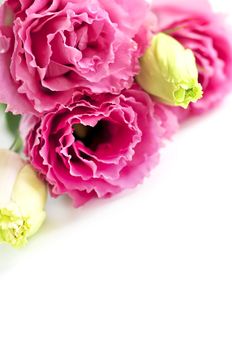 Bouquet of flowers called prairie rose isolated on white background