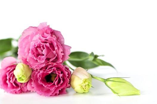 Bouquet of flowers called prairie rose isolated on white background