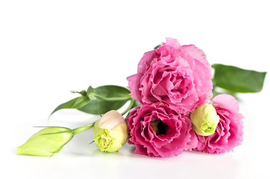 Bouquet of flowers called prairie rose isolated on white background