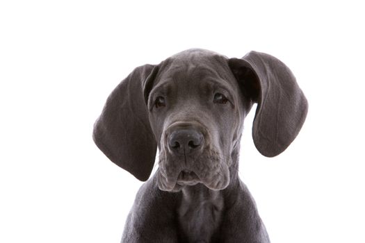 Young danish dog looking curious on white background