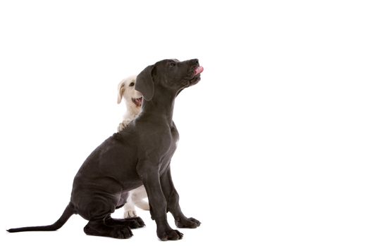 White swiss shepherd dog and a great dane pup on white background