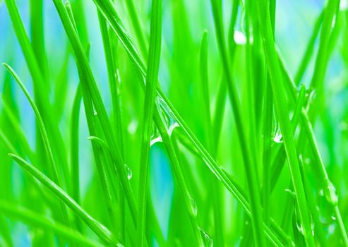 Close-up morning dew on green grass for background