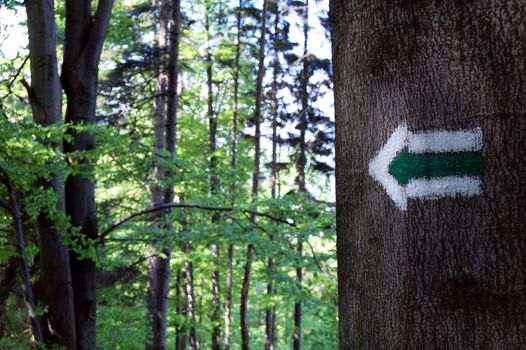 green sign on the tree in forest