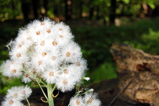 white dandelion somewhere in forest