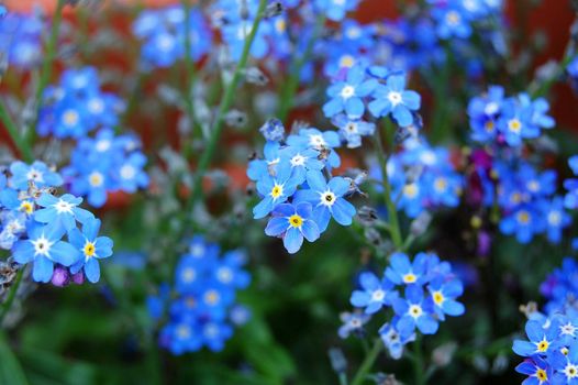 small blue flowers somewhere in garden