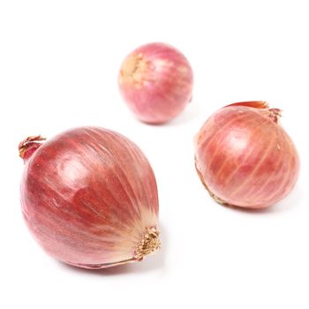 shallot