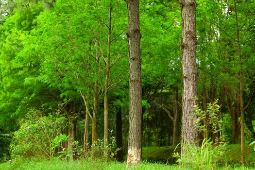 tree in forest