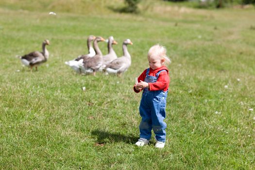 child and geese in green grass