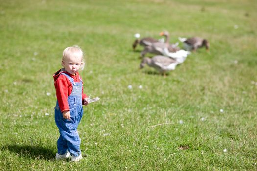 child and geese in green grass