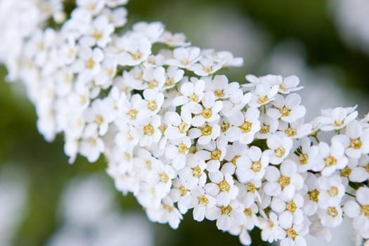 white small flowers - focus on the front part