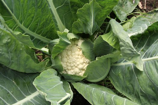 Growing cauliflower plant with lush green leaves.