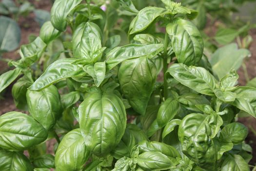 Growing basil plant with lush green leaves.