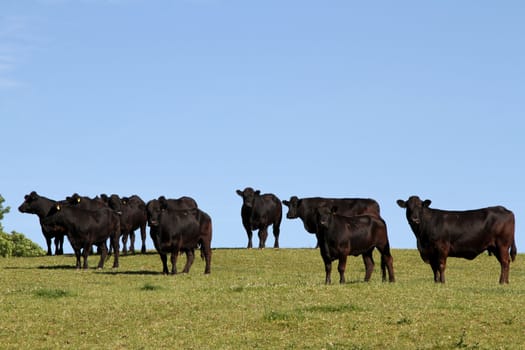 Welsh black cattle in a green field with blue sky.