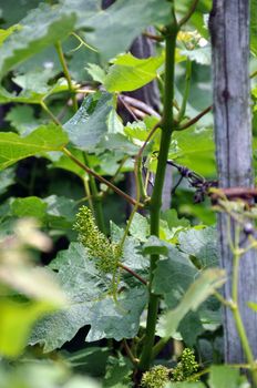 Closeup of wine grapes in flower and small grapes in early summer..