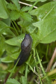 Slug in a Tuscan Garden, Italy