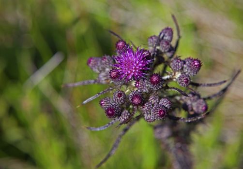 Marsh thistle (Cirsium palustre) photographed at Moelen, Norway, in june