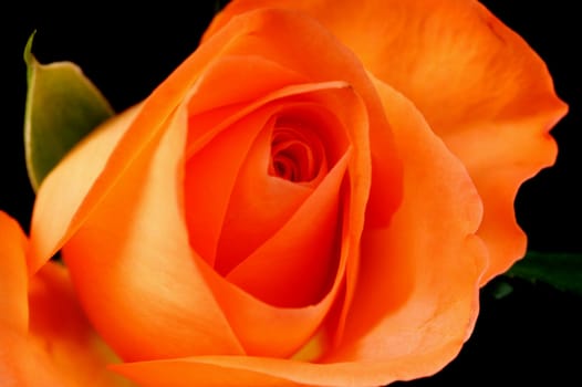 Pink roses isolated against a black background