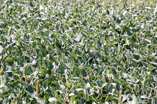 Field of Beans