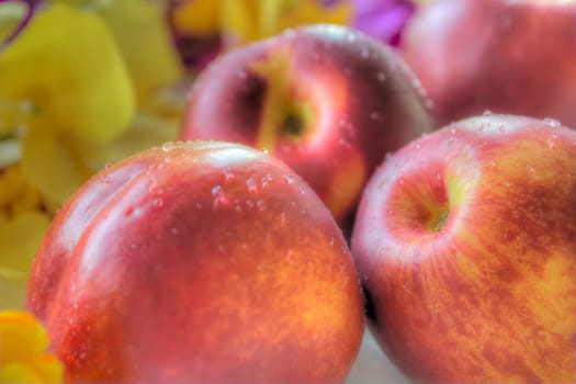 Close up of fresh nectarines resting in flower bed.