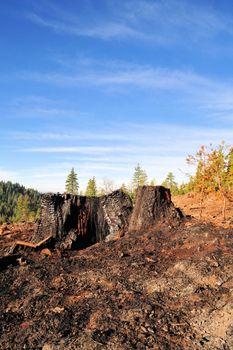 Clear blue sky, tree stump and ashes after a forest fire
