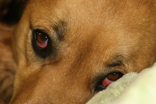 Droopy eyed dog peeking over blanket