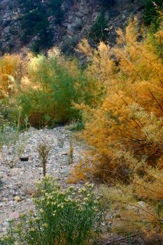 Autumn color showing along stream bed in the Colorado Rockies