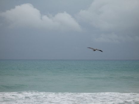 pelican flying over the ocean