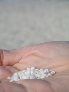 small shells in the palm of a hand