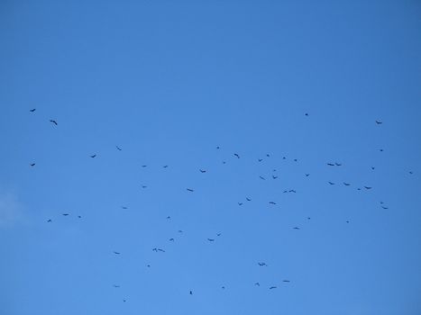 crow crowd flying in the blue sky