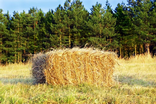 yellow wafer of hay over pine trees