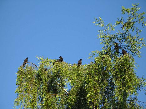 crow crowd on a tree